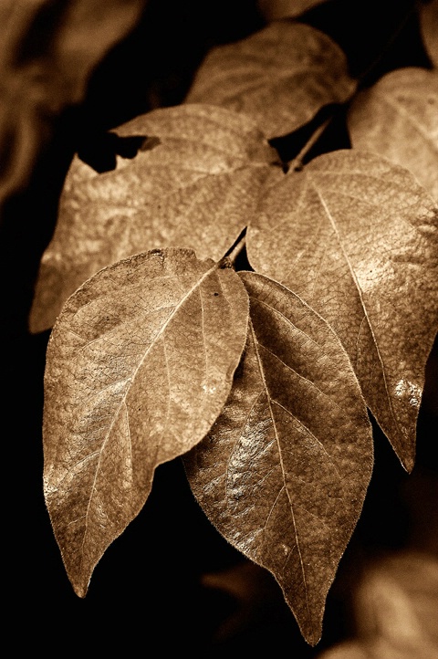 Leaves In Leather