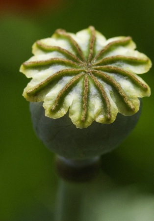 Cabbage Poppy