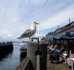 Seattle Gull