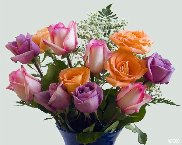 Sherbet Roses - ID: 4153148 © Candice C. Calhoun