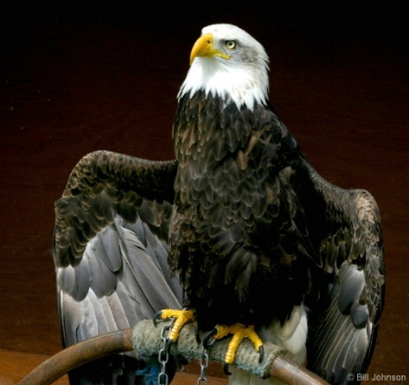 American Bald Eagle