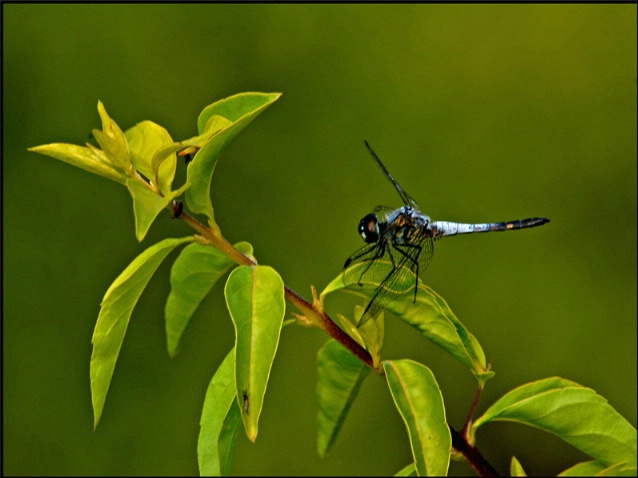 Dragonfly - ID: 4155956 © VISHVAJIT JUIKAR