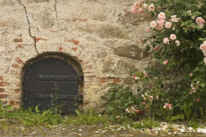 Iron door and roses