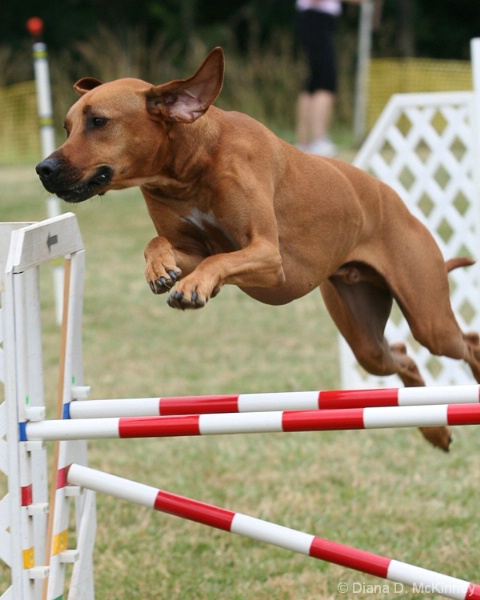 Flying Rhodesian Ridgeback