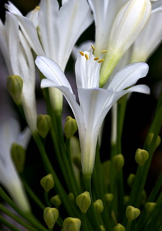 Lilies