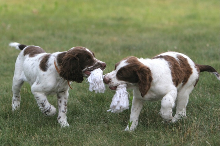 Puppies at Play