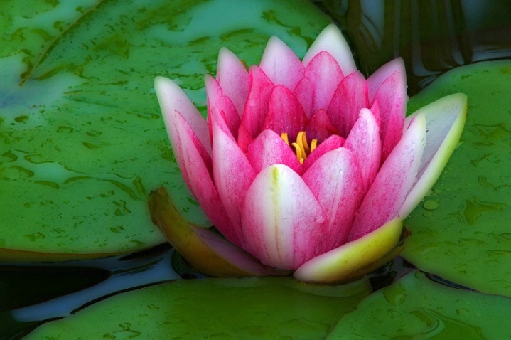 Pink Water Lily 