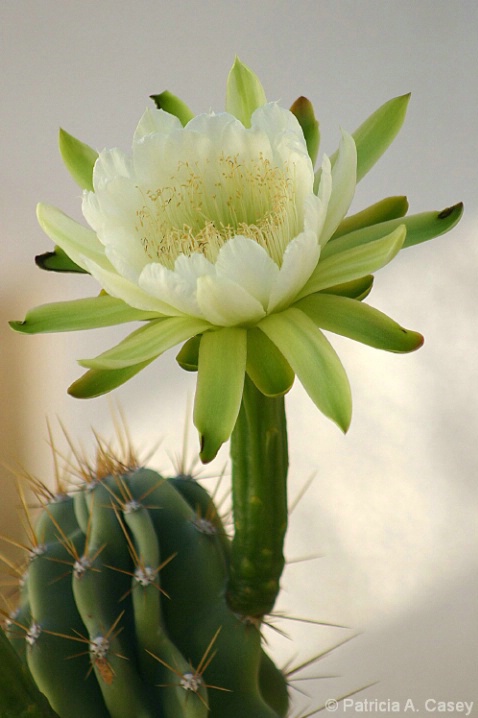 Cereus Uraguayanus Monstrosous Variety Bloom