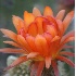 © Patricia A. Casey PhotoID # 4156977: Orange Lobivia