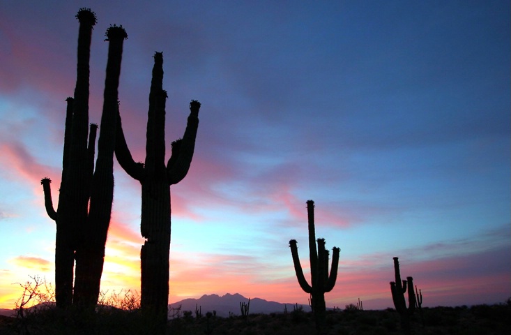 Saguaro Silhouette' Sunrise
