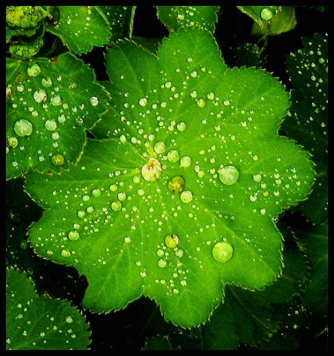 Green and Wet