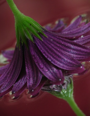 Purple Reflection