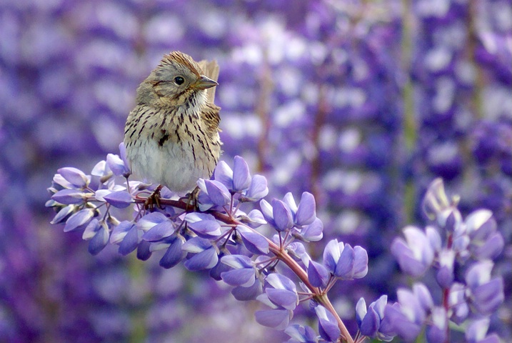 In the Lupine Fields - ID: 4160563 © Laurie Daily