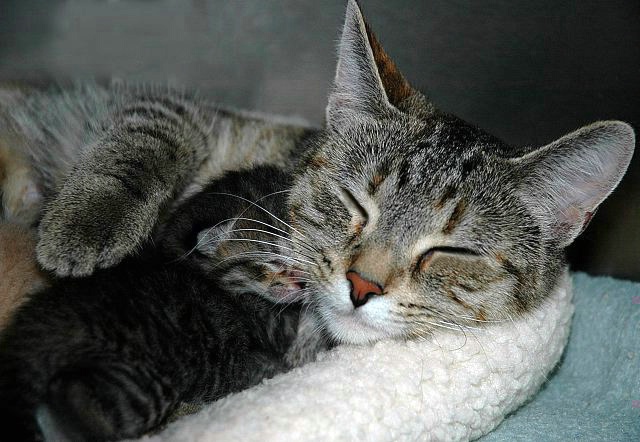 A Mother's Love
