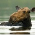 © James W. Betts PhotoID # 4161905: Summer Dip