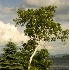 © James W. Betts PhotoID # 4161915: Birch