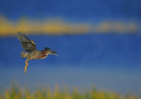 Tri Colored Heron in Flight