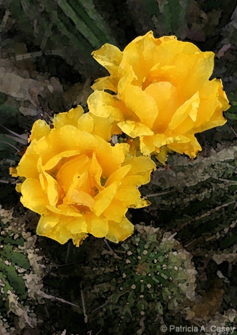 Yellow Lobivia - Watercolor Filter - ID: 4163258 © Patricia A. Casey