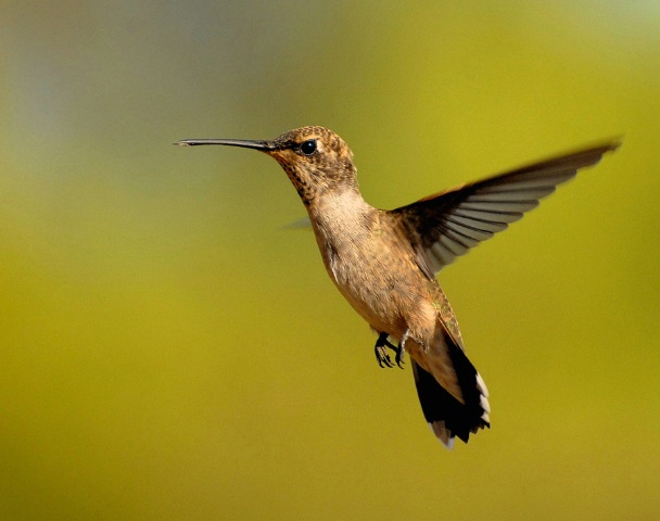 Female Anna's Hummingbird