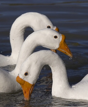 Geese Trio