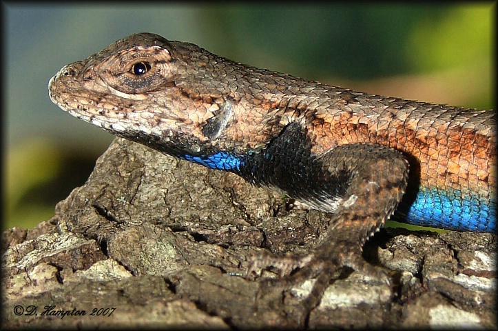 Blue belly Lizard