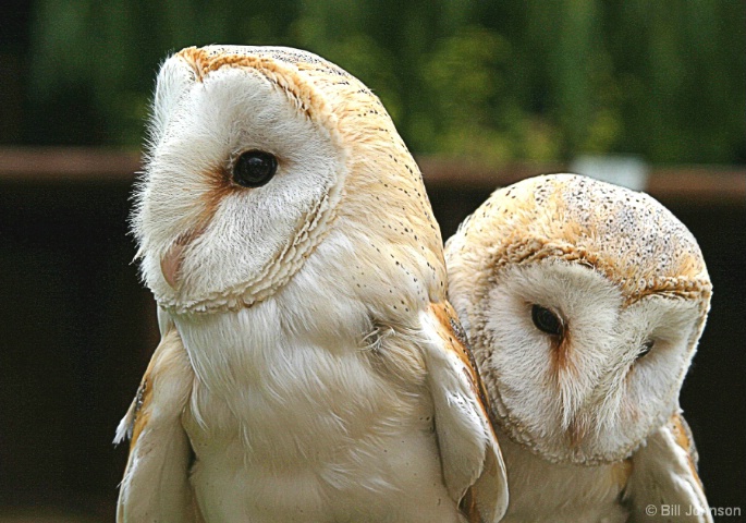 Barn Owl