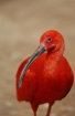Birdie In Red