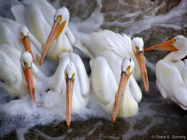 pelicans