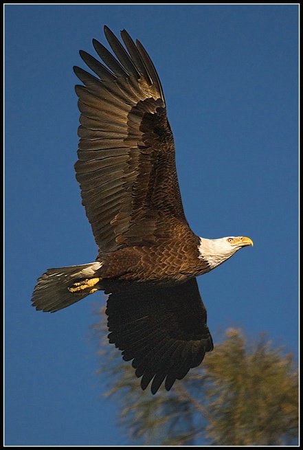 Everglades Eagle