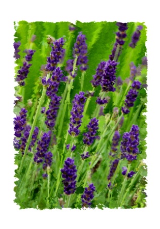 Lavender Field - Pattern Stamp Tool
