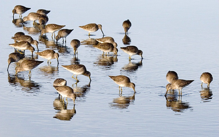 Shore Birds - ID: 4170148 © Mary-Ella Bowles