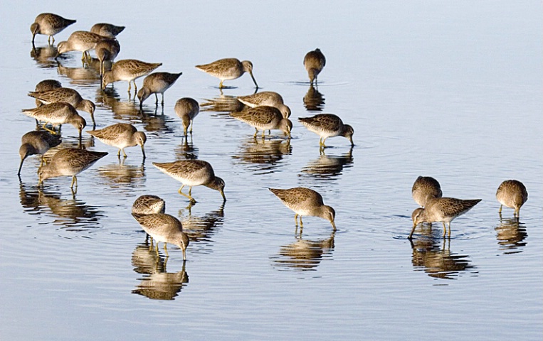 Shore Birds