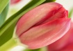Tulip Kiss