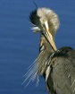 great-blue-1183_4...