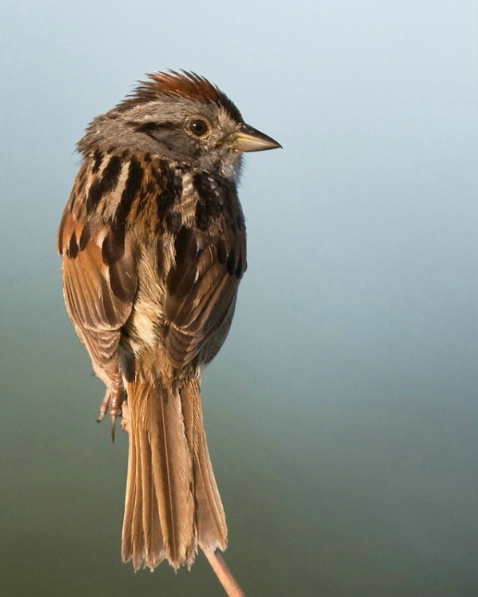 song-sparrow-6323 - ID: 4171641 © Marilyn S. Neel