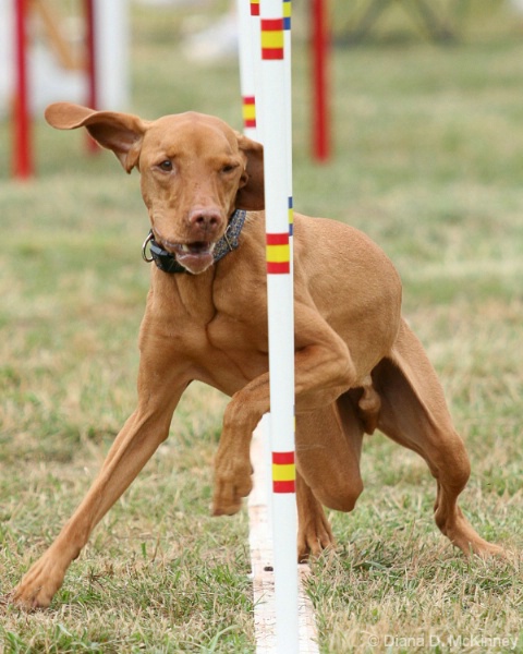 Rhodesian Ridgeback Weaving