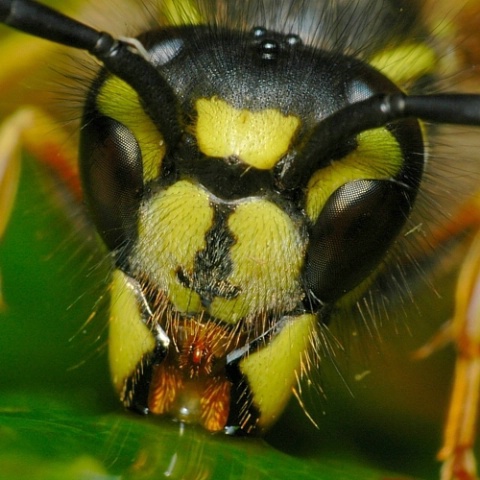 Wasp