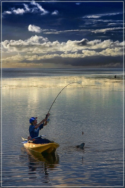 Shark For Dinner?