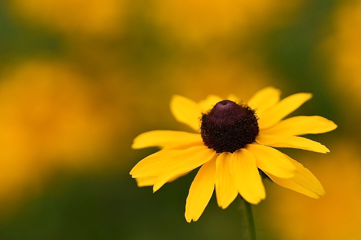 Black-Eyed Susan