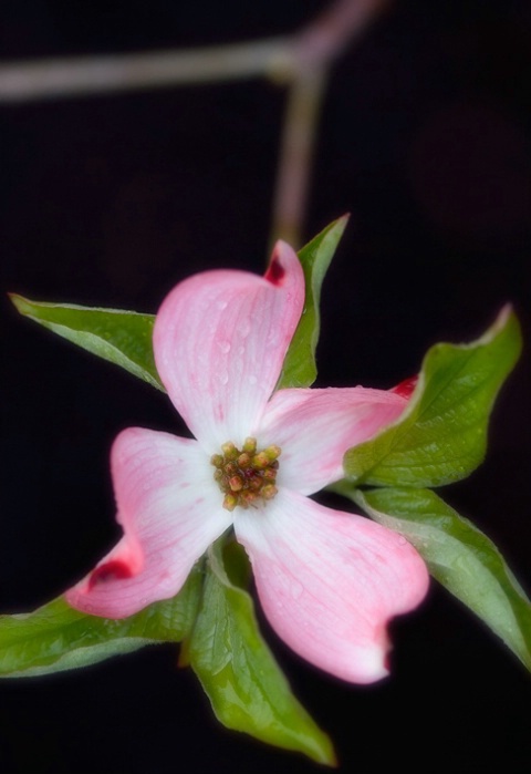 Delicate Pink Dogwood