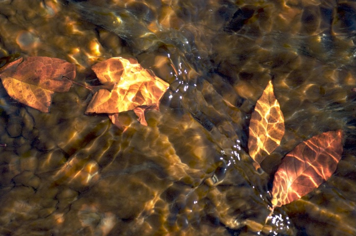 fall_colors_under_water