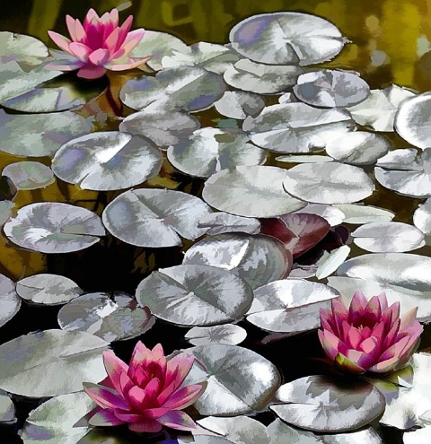 Lily Pads