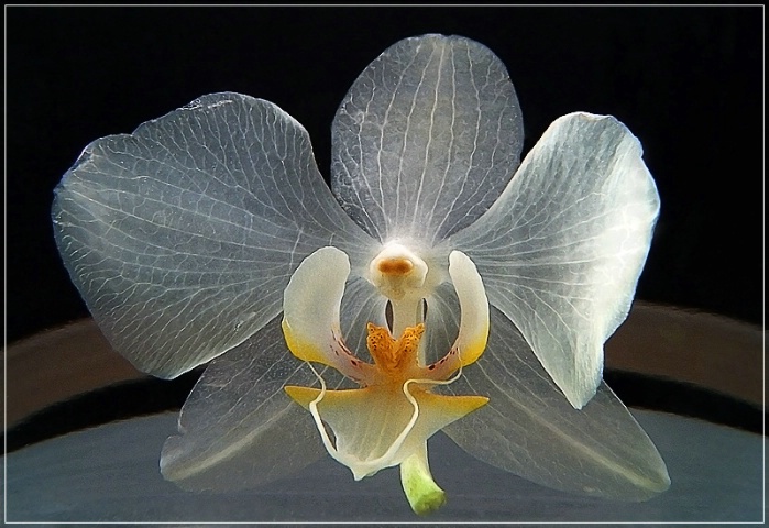 Transparent Orchid