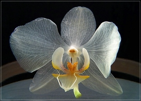 Transparent Orchid