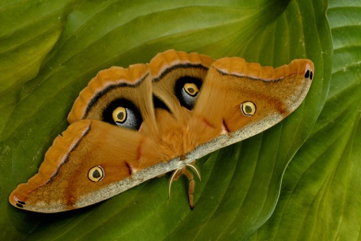 Moth (Antheraea polyphemus)