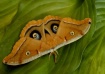 Moth (Antheraea p...
