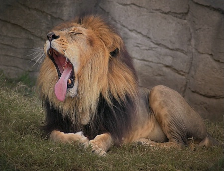 Lion - Cameron Park Zoo - Waco Texas 