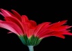 Scarlet