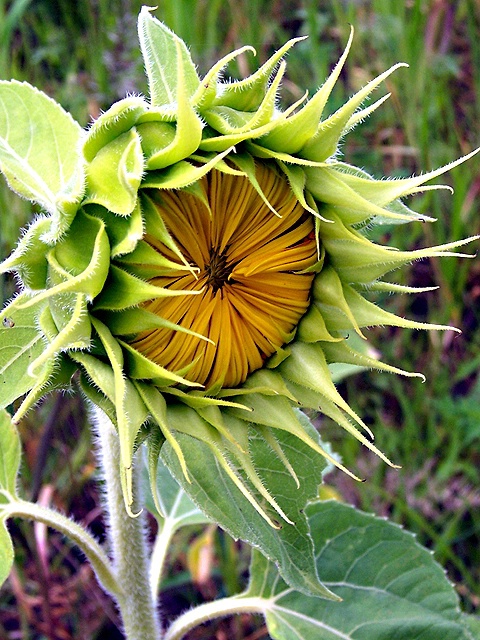 Sunflower - Awaking