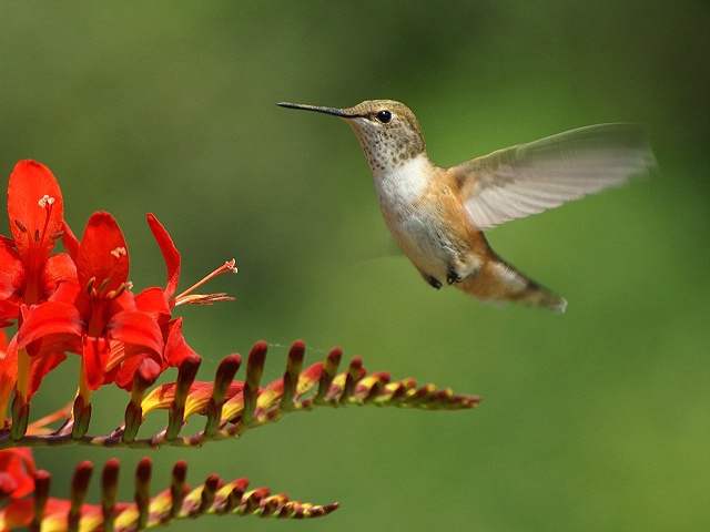 Hummers Delight